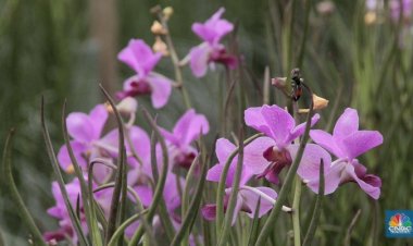 Percantik Ruangan, Ini Deretan Tanaman Hias Paling Hits
