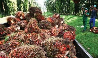 Boikot AS Bikin Harga TBS Kelapa Sawit Riau Terjun Bebas