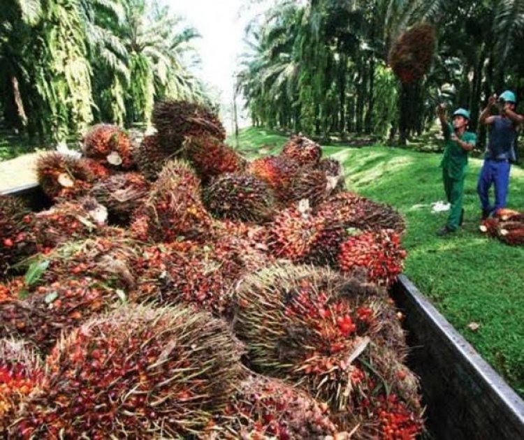 Boikot AS Bikin Harga TBS Kelapa Sawit Riau Terjun Bebas