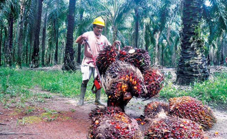 Harga TBS Sawit Riau Naik Jadi Rp2.151,25 Per Kg