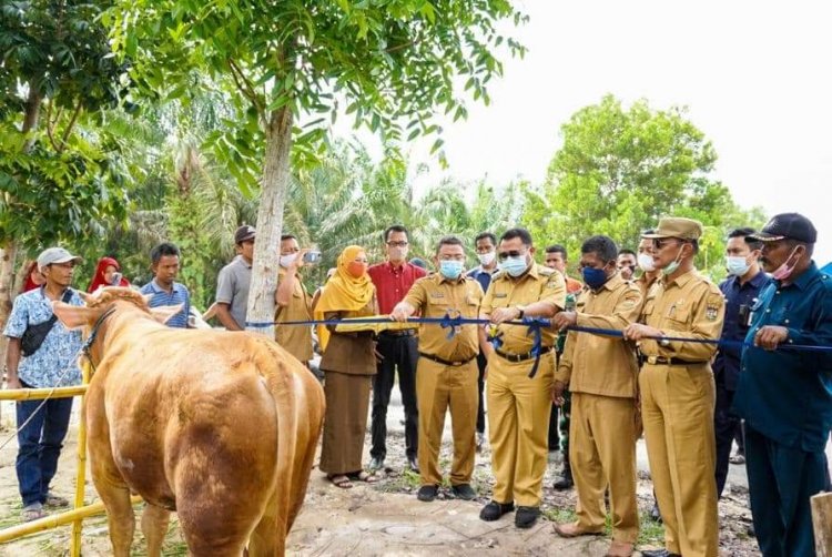 Bupati Kampar Resmikan Pasar Ternak di Kecamatan Tapung