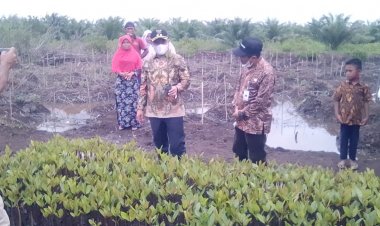 Sukseskan PEN, Wakil Bupati Bengkalis Tanam Bibit Mangrove di Desa Penebal
