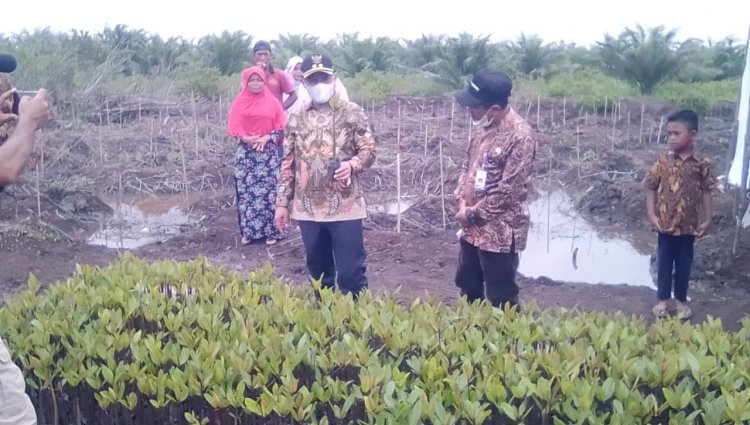 Sukseskan PEN, Wakil Bupati Bengkalis Tanam Bibit Mangrove di Desa Penebal