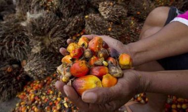 Harga Sawit Riau Pekan Ini Meroket Lagi, Tembus Rp 3.457 per Kg