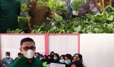 Bupati Rohul Panen Perdana Sayuran hidroponik di Tambusai Timur