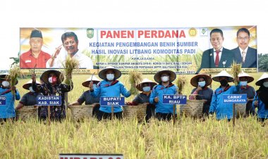 Bupati Siak Penen Raya Padi, BPTP Kembangkan Penangkar Benih Padi di Bungaraya