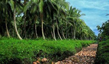 Keren, Riau Penghasil Kelapa Terbesar di Indonesia