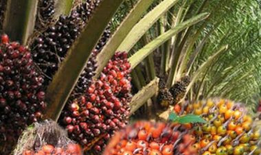 Naik Jadi Rp 3.470 per Kg, Berikut Ini Daftar Harga Sawit Sepekan ke Depan
