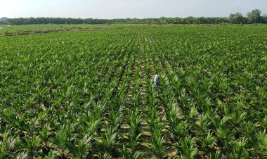 4.167 Petani Borong Bibit Sawit Unggul PTPN V