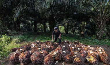 Berikut Daftar Lengkap Harga Kelapa Sawit di Riau