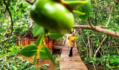 Wisata Mangrove Okura Cocok untuk Destinasi Keluarga di Akhir Pekan