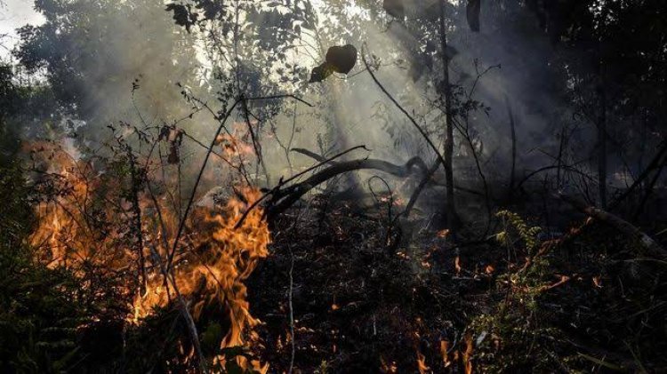 Waspada Karhutla, Berikut 23 Hotspot Terpantau di Riau