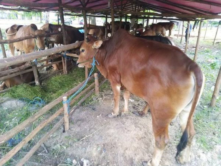 Stok Sapi Pekanbaru Menipis Dampak Distributor Lampung Tutup Pengiriman