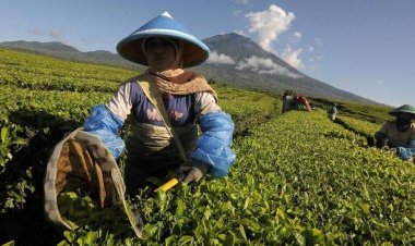 PTPN III Ekspor Teh untuk Starbucks di Amerika Serikat