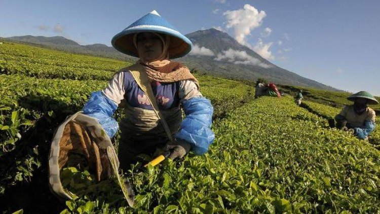 PTPN III Ekspor Teh untuk Starbucks di Amerika Serikat