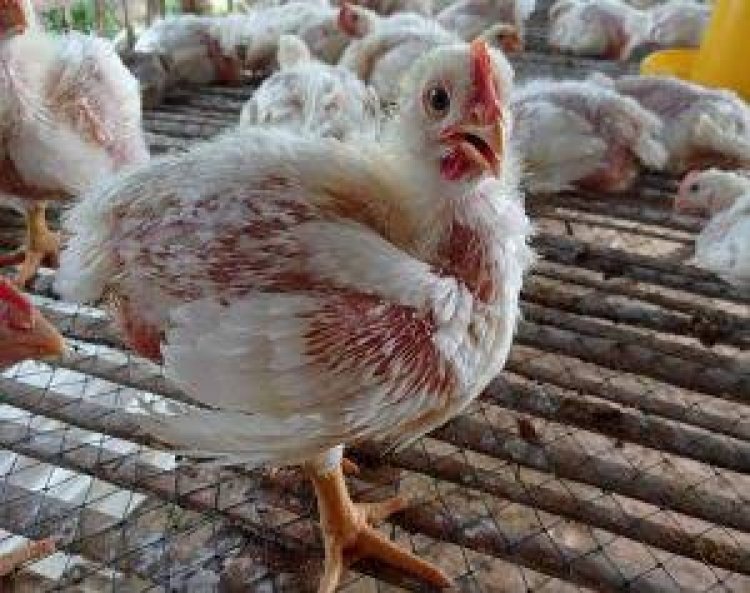 Awal Ramadan di Pekanbaru Harga Ayam dan Cabai Naik, Ini Nominalnya