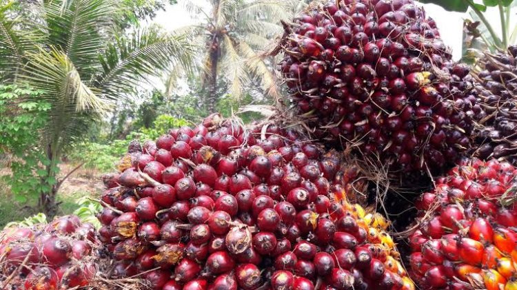 Harga sawit Riau turun Rp27,01/Kg, ini alasannya