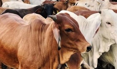 Imbas PMK Kebutuhan Hewan Kurban di Riau Masih Kurang