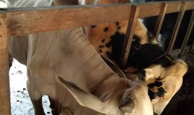 Ribuan Sapi Sudah Divaksinasi PMK, Riau Dapat Tambahan 50 Ribu Dosis Vaksin PMK