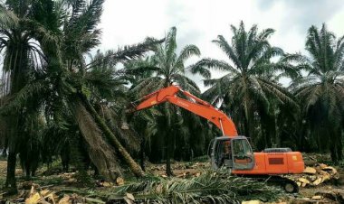10 Kabupaten di Riau Dapat Bantuan Replanting, Ini Daerahnya