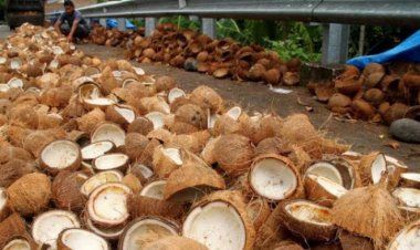 Berikut Daftar Harga Terbaru Komoditi Perkebunan di Riau