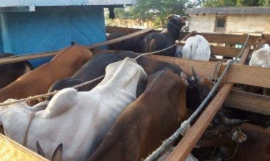 Ternak Tak Punya Dokumen Kesehatan Ditolak Masuk Riau