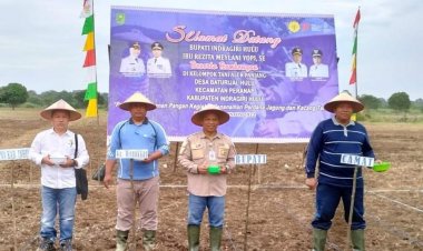 KWT Desa Baturijal Hulu Tanam Perdana Jagung dan Kacang, Bupati: Bangkitkan Ekonomi Masyarakat