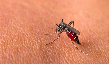 Diskes Riau Sebut Kasus DBD di Riau Meningkat, Ini Datanya