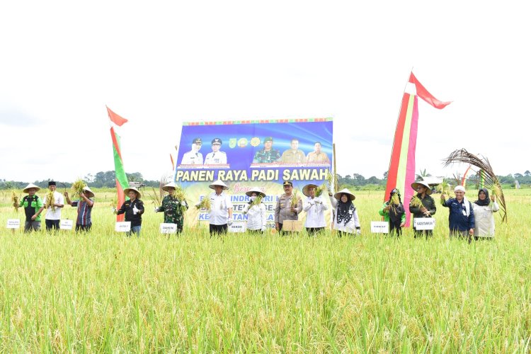 Sekda Inhu Panen Raya Padi Kelompok Tani di Kelayang