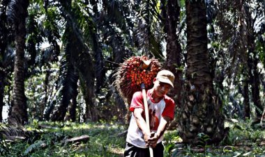 Riau akan Peroleh Triliunan Rupiah dari DBH Sawit