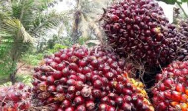 Harga TBS Kelapa Sawit Riau Turun Lagi