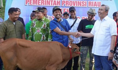 Gubernur Riau Serahkan 1.883 Ekor Sapi Kepada Masyarakat