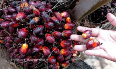 Turun, Ini Daftar Harga TBS Sawit di Riau Sepekan Kedepan