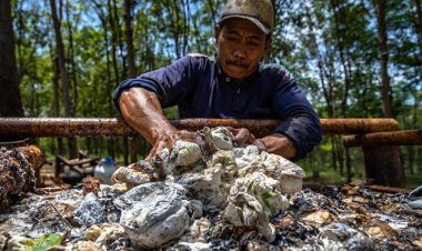 Pekan Ini, Harga Komoditi Perkebunan di Riau Banyak Turun