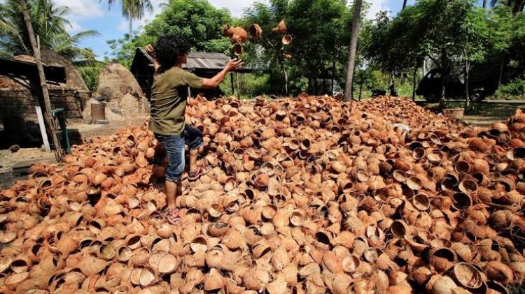 Berikut Daftar Harga Komoditi Perkebunan di Riau