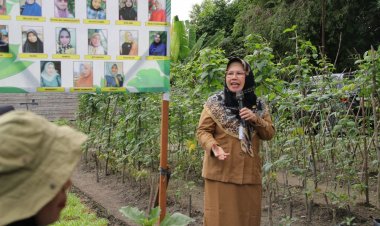 Disketapang Pekanbaru Panen Perdana Jagung Hibrida Pipil di Okura, Program Sinergitas Bersama Pemuri dan Sang Hyang Seri