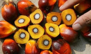 Jelang Ramadhan Harga TBS Sawit Riau Turun