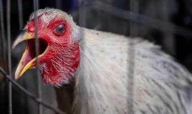 Dua Daerah di Kampar Terserang Flu Burung, Dinas PKH Riau Minta Tak Ada Lalu Lintas Unggas