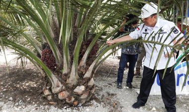 Produktivitas Petani Mitra PSR PTPN V Capai 29,23 Ton per Ha