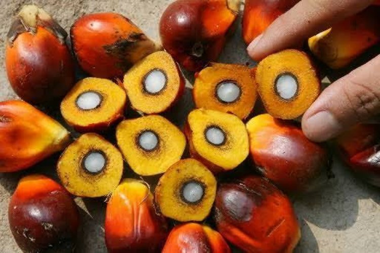 Harga TBS Sawit Riau Naik Untuk Sepekan ke Depan
