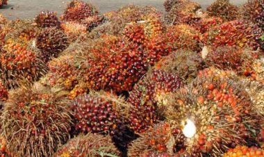 Naik 3,71%, TBS Sawit Riau Pekan Ini di Harga Rp 2.446,99/Kg