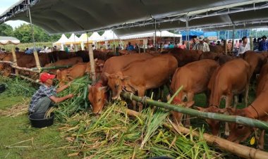 Pemprov Riau Pastikan Ketersediaan Hewan Kurban untuk Idul Adha 1444 H Tercukupi