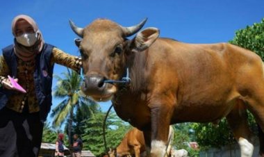 9 Keutamaan Berkurban di Hari Idul Adha, Setiap Bulunya Diganjar 1 Kebaikan