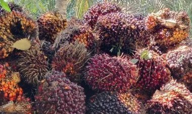 Harga TBS Kelapa Sawit Pekan Ini Naik, Jadi Rp2.319,07 per Kg