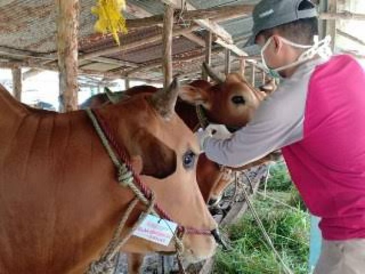 Cegah Penyakit Menular, Hewan Kurban Masuk Pekanbaru Dicek Surat Sehat dan Vaksin