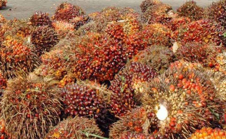 Harga TBS Sawit Riau Pekan Ini Capai Rp2.265 per Kilogram