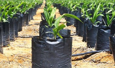 Tanda-Tanda Bibit Sawit Palsu dan Asli, Banyak Yang Tidak Tahu