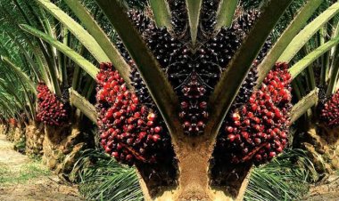 Harga Kelapa Sawit Plasma Naik, Berikut Daftarnya Seminggu ke depan