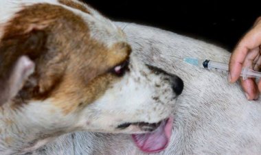 Ingat! Vaksin Rabies Hewan Peliharaan di Riau Gratis