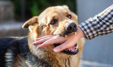 Jadi Penyakit Kedua Mematikan Setelah HIV/AIDS, Kenali Ciri-Ciri Rabies Berikut Ini